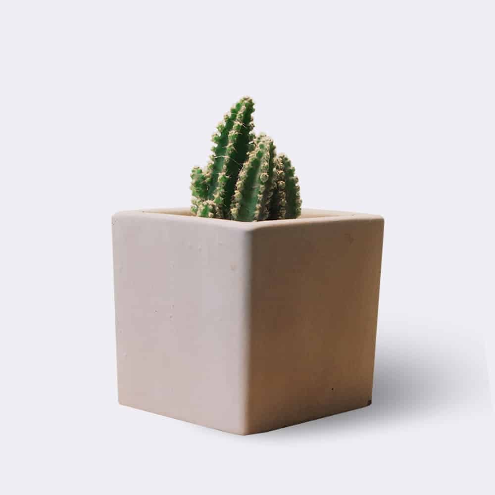 cactus2 free img cactus2 free img