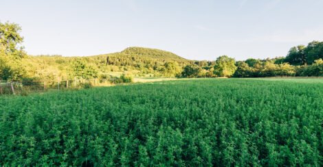 Blog 10 470x244